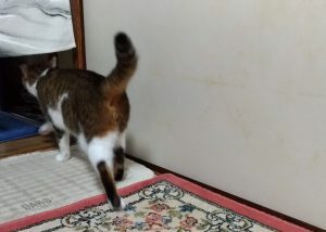 不安な時、対処法は人によってかなり違います。　2018年7月公開記事 ｜きらぼしstudy online